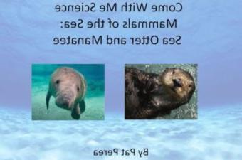 2个哺乳动物在水中的蓝色背景